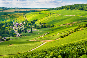 champagne aisne vigneron
