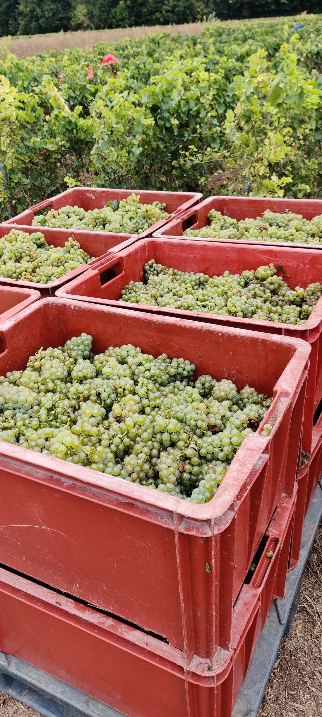 Vidéo des vendanges