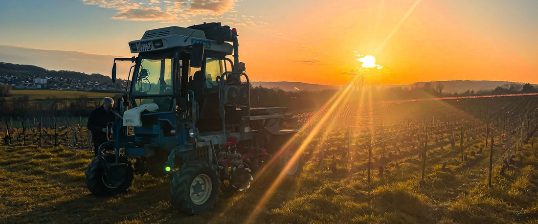 Sans herbicides dans les vignes : ce que ça change vraiment