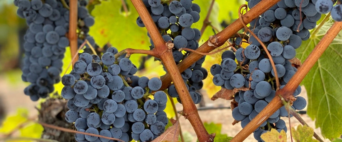 Vigneron indépendant : indépendant de qui exactement ?