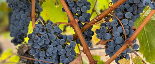 Vigneron indépendant : indépendant de qui exactement ?