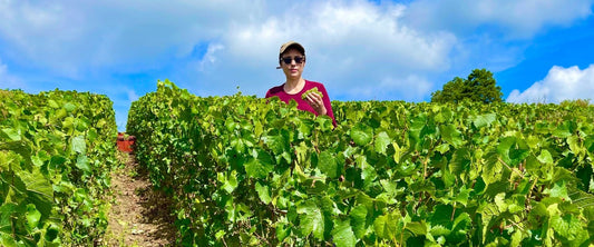 De la vigne à la cave : ce qui se passe pendant les vendanges en Champagne